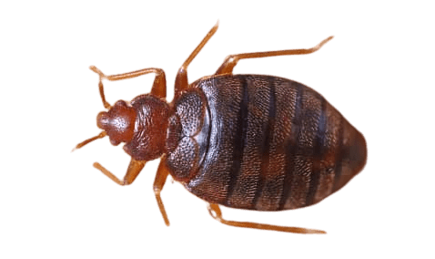 Bedbug Fumigation Costs in Nairobi Kenya, bedbug fumigation costs in nairobi kenya today, bedbug fumigation costs in Kenya, bedbug fumigation cost Kenya, bedbug fumigation cost Kenya, bedbug extermination cost in Nairobi, how much does it cost to fumigate bedbugs in Kenya, bedbug treatment cost in Kenya, cost of bedbug removal in Nairobi, bedbug fumigation prices in Kenya, bedbug pest control cost in Kenya, fumigation cost for bedbugs in Nairobi, cost of getting rid of bedbugs in Kenya, bedbug extermination cost in Mombasa, bedbug treatment cost in Kisumu, bedbug removal cost in Eldoret, bedbug fumigation cost in Kenya online, cost of bedbug fumigation services in Kenya,