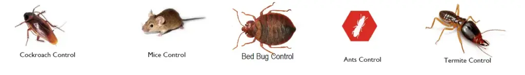 pest control services in Nairobi, fumigation services Nairobi, fumigation and pest control services, best pest control, pest control services in Nairobi, bed bug fumigation Nairobi, bed bug control services near me,