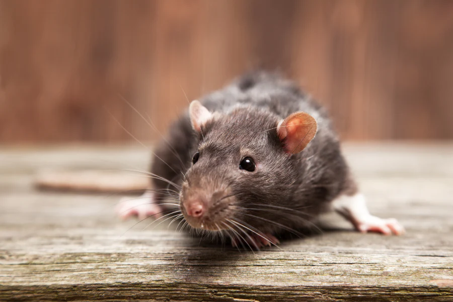 rodents control, Rats Control, Rats Control Services in Kenya, rats control near me, rat control