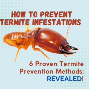 termite inspection and treatment, termite inspection experts, reliable termite inspection services, termite control companies, termite inspection specialists, termite damage inspection, termite prevention services, how to prevent termite infestations