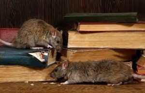 rats and mice control services in Nairobi