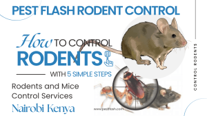 rodents and mice control services in Kenya, rats and mice control services in Nairobi, rats and mice control services in Kenya, rats control services in Nairobi, mice control services in Nairobi, rats control services