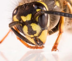 wasp control, wasp control services, wasp fumigation, wasp fumigation services, wasp control services in kenya, wasp fumigation, wasp fumigation company, wasp fumigation services