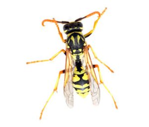 wasp control, wasp treatment in kenya, wasp control methods, wasp control company, wasps, wasps control, wasp nest removal, wasp insecticide in kenya, wasp control services near me, wasp exterminator near me, wasps nairobi kenya, wasps control nairobi, wasp extermination, wasp control, wasps control services in kenya, wasp fumigation near me