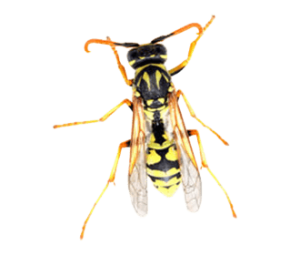 wasps fumigation, wasps fumigation nairobi, wasps fumigation near me, wasp exterminator, wasp treatment, wasp control, wasp prevention, wasp inspection, wasp extermination, wasp control