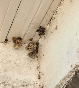 wasp control services nairobi