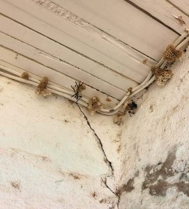 wasp fumigation nairobi